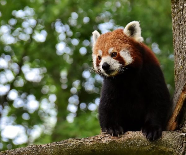 Little Red panda in Darjeeling Zoo