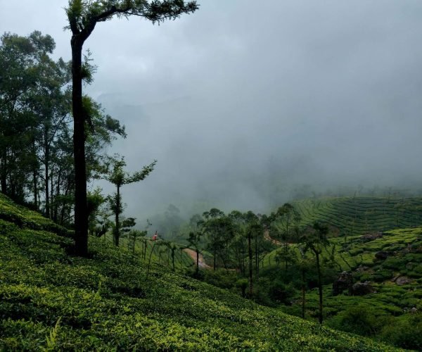 Tea Garden Darjeeling in Monsoon