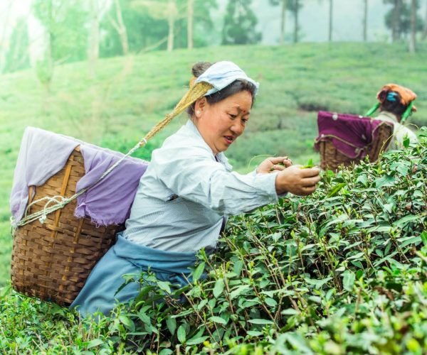 tea harvest